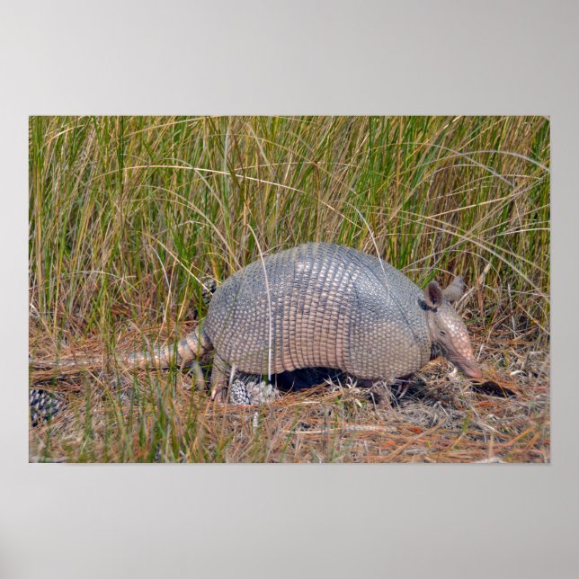 Bältdjur, Bear Island Wildlife Area, S. Carolina Poster (Framsidan)