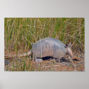 Bältdjur, Bear Island Wildlife Area, S. Carolina Poster
