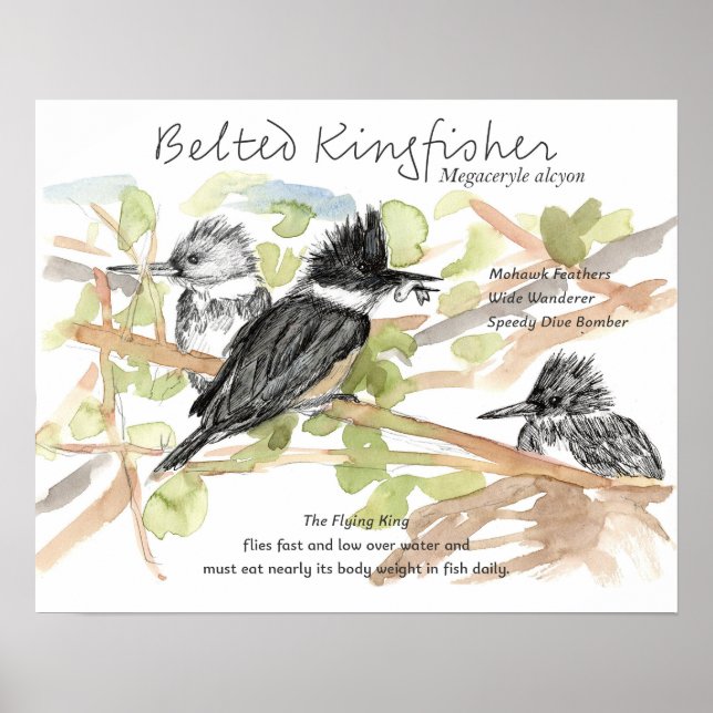 Bälteskungsfiskare Fågel Mört Fisk Träd Poster (Framsidan)