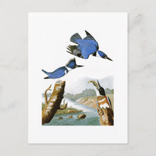 Bälteskungsfiskare John Audubon Birds of America Vykort