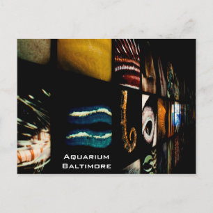 Baltimore Aquarium Vykort
