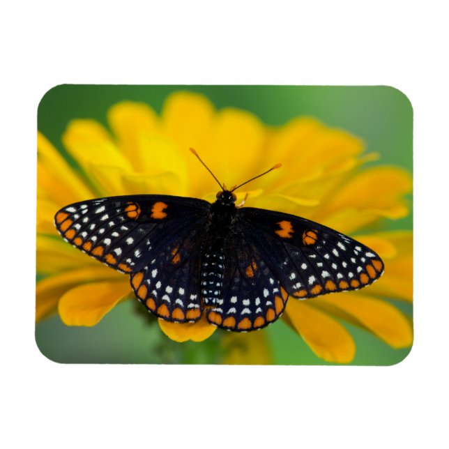 Baltimore Checkaged Spot Butterfly Magnet (Horisontell)