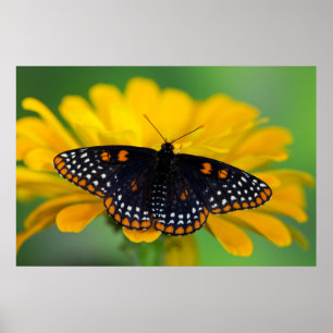 Baltimore Checkaged Spot Butterfly Poster