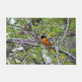 Baltimore Oriole