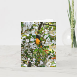 Baltimore Oriole #1 - Tomt anteckningskort