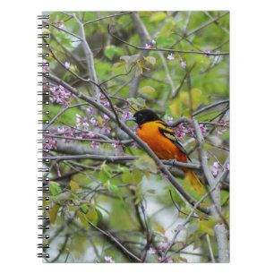 Baltimore Oriole Anteckningsbok
