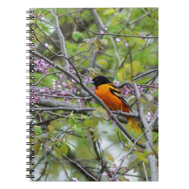 Baltimore Oriole Anteckningsbok (Framsidan)