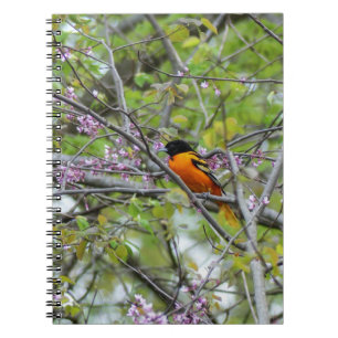 Baltimore Oriole Anteckningsbok