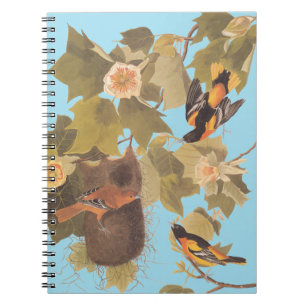 Baltimore Oriole Audubon Bird Family med bo Anteckningsbok