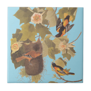 Baltimore Oriole Audubon Bird Family med bo Kakelplatta
