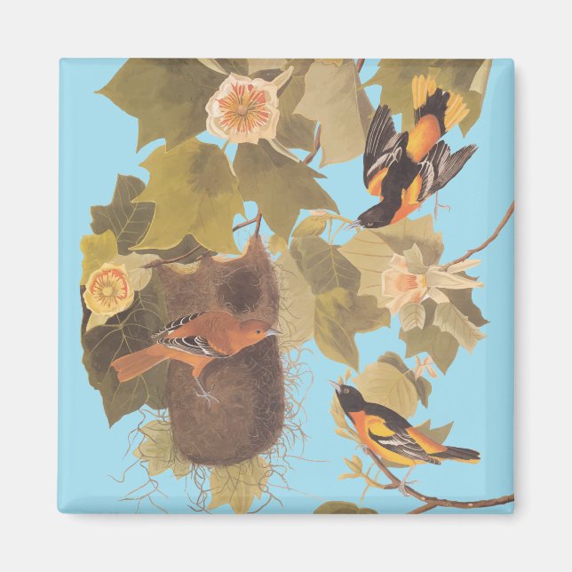 Baltimore Oriole Audubon Bird Family med bo Magnet (Framsidan)