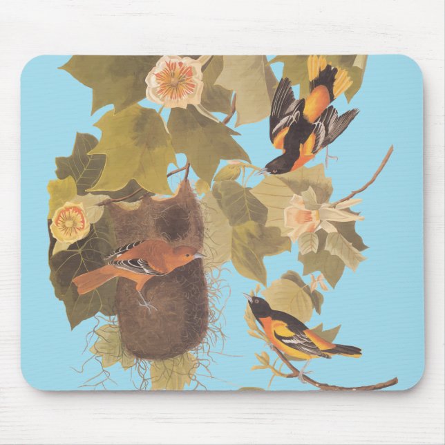 Baltimore Oriole Audubon Bird Family med bo Musmatta (Framsidan)