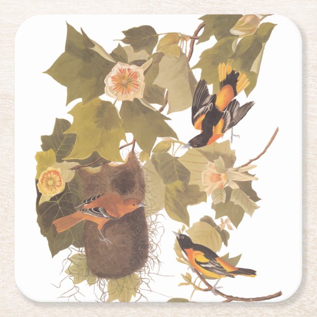 Baltimore Oriole Audubon Bird Family med bo Underlägg Papper Kvadrat (Framsidan)