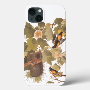 Baltimore Oriole Audubon Fågel Familj med Bo