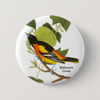 Baltimore Oriole, Audubon, Fågelskådare Suppory Knapp