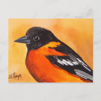 Baltimore Oriole Bird-vykort Vykort