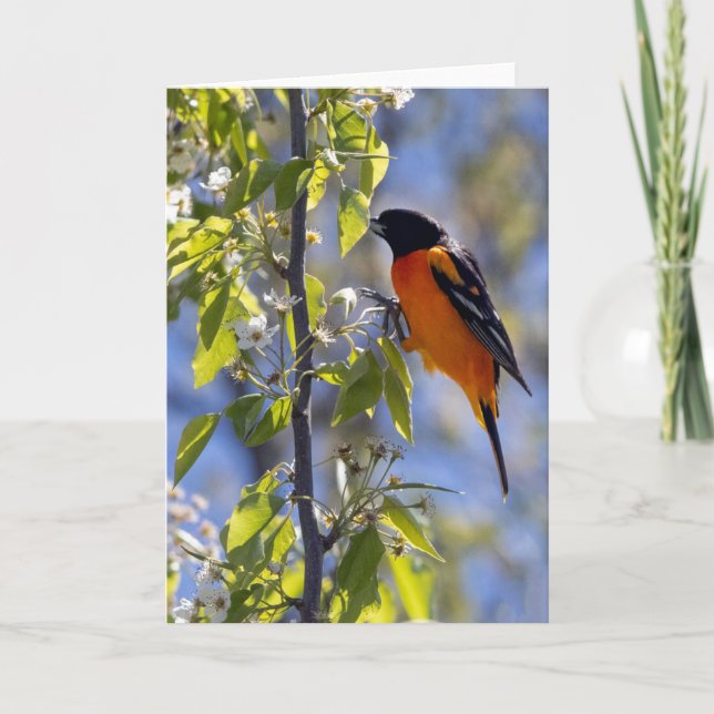 Baltimore Oriole Blank Note Card Kort (Framsida)