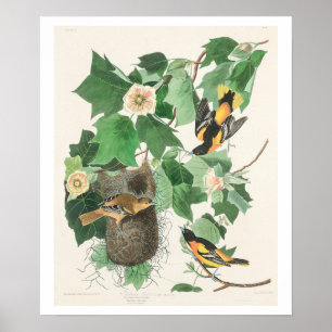 Baltimore Oriole by Audubon Poster