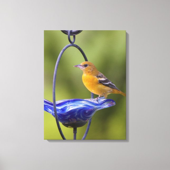 Baltimore Oriole Canvastryck (Framsida)