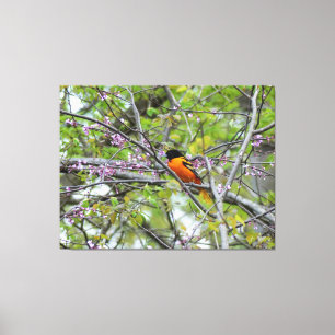 Baltimore Oriole Canvastryck