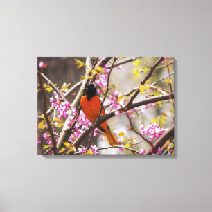 Baltimore Oriole Canvastryck