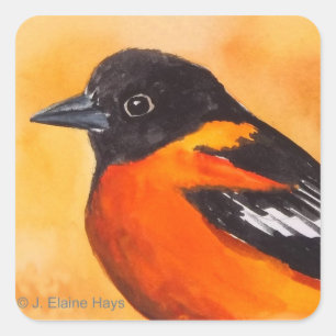 Baltimore Oriole fågelklistermärke Fyrkantigt Klistermärke