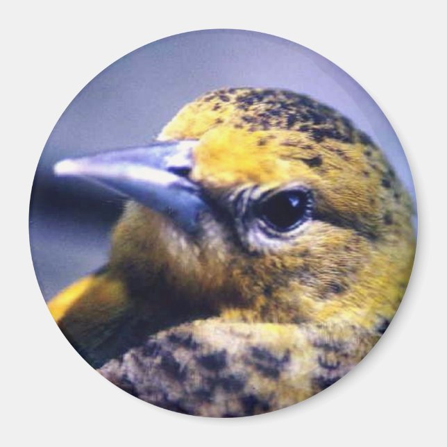 Baltimore Oriole, Female Magnet (Framsidan)