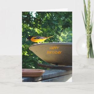 Baltimore Oriole, födelsedag Kort