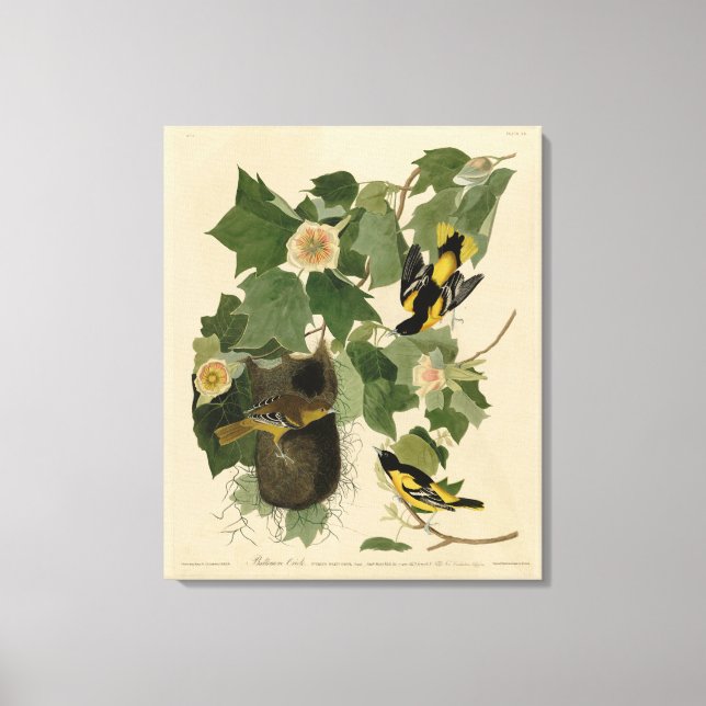 Baltimore Oriole - från Audubon's Birds of America Canvastryck (Framsida)