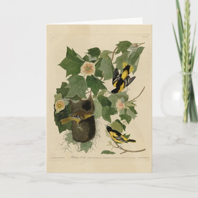 Baltimore Oriole - från Audubon's Birds of America Kort (Framsida)