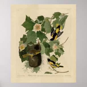 Baltimore Oriole - från Audubon's Birds of America Poster