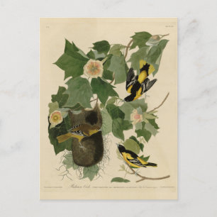 Baltimore Oriole - från Audubon's Birds of America Vykort