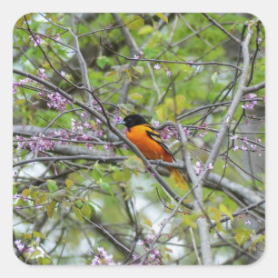 Baltimore Oriole Fyrkantigt Klistermärke