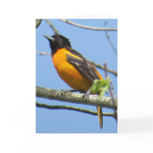 Baltimore Oriole hälsningkort