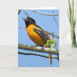 Baltimore Oriole hälsningkort Kort