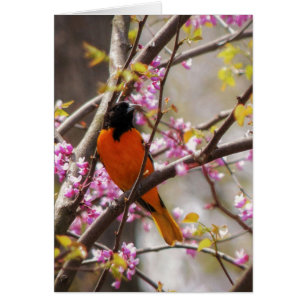 Baltimore Oriole Hälsningskort