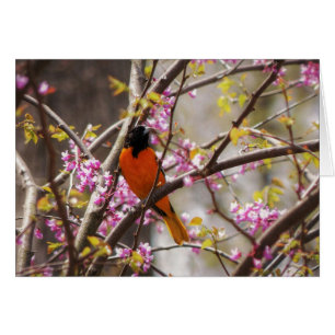 Baltimore Oriole Hälsningskort