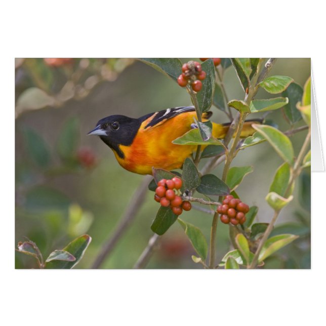 Baltimore Oriole Hälsningskort (Framsidan Horizontal)