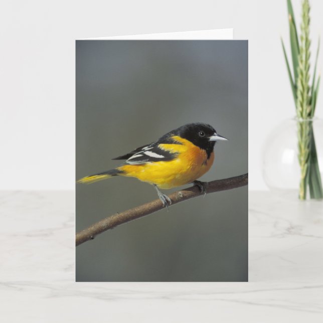 baltimore oriole-hälsningskort kort (Framsida)