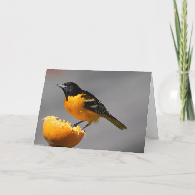 Baltimore Oriole-hälsningskort Kort (Framsida)