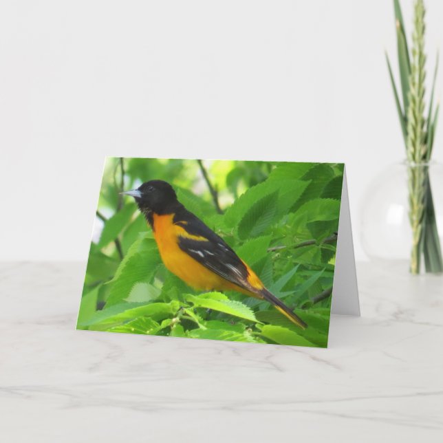 Baltimore Oriole-hälsningskort Kort (Framsida)