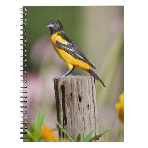 Baltimore Oriole-hona i blomsterträdgård Anteckningsbok