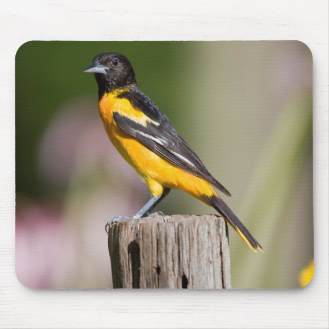 Baltimore Oriole-hona i blomsterträdgård Musmatta (Framsidan)