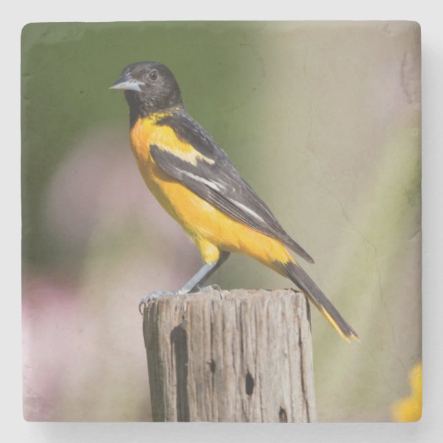 Baltimore Oriole-hona i blomsterträdgård Stenunderlägg (Framsidan)