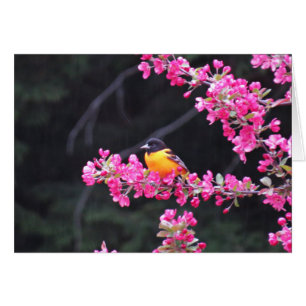 Baltimore Oriole i Crabapple Hälsningskort