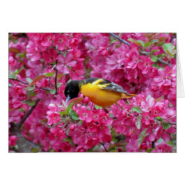 Baltimore Oriole i Crabapple Hälsningskort