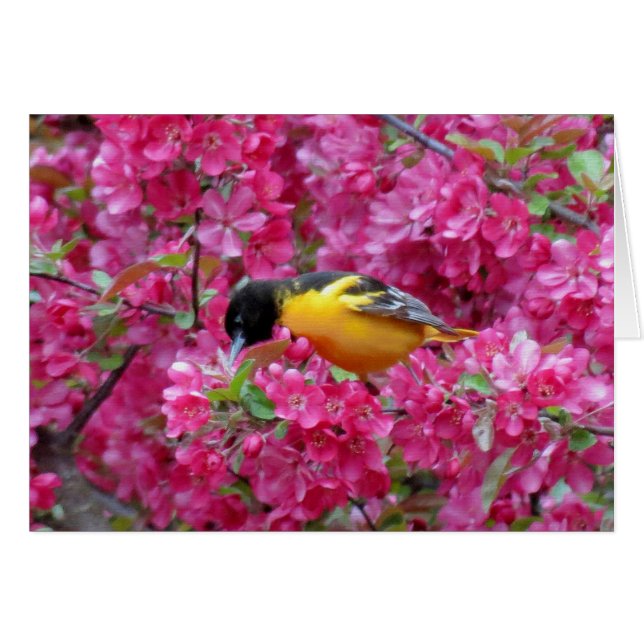 Baltimore Oriole i Crabapple Hälsningskort (Framsidan Horizontal)