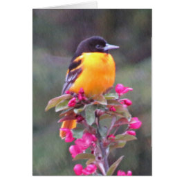 Baltimore Oriole i Crabapple Hälsningskort