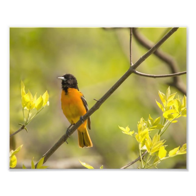 Baltimore Oriole i Träd under fotoutskrift i Vår Fototryck (Framsidan)