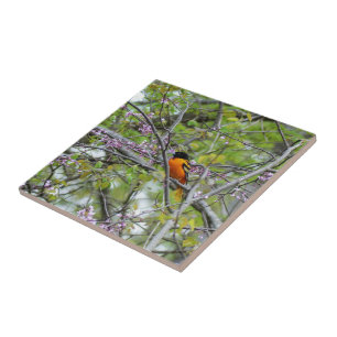 Baltimore Oriole Kakelplatta